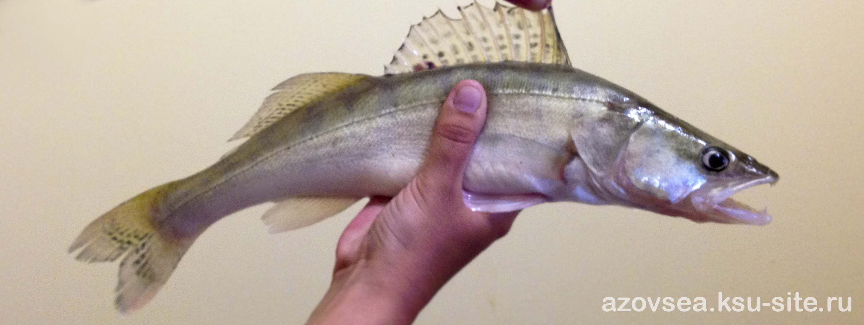 Станица Ахтанизовская Станица Ахтанизовская