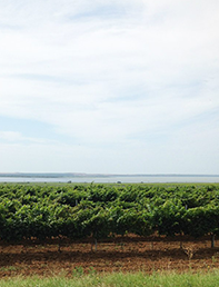 ГОЛУБИЦКАЯ