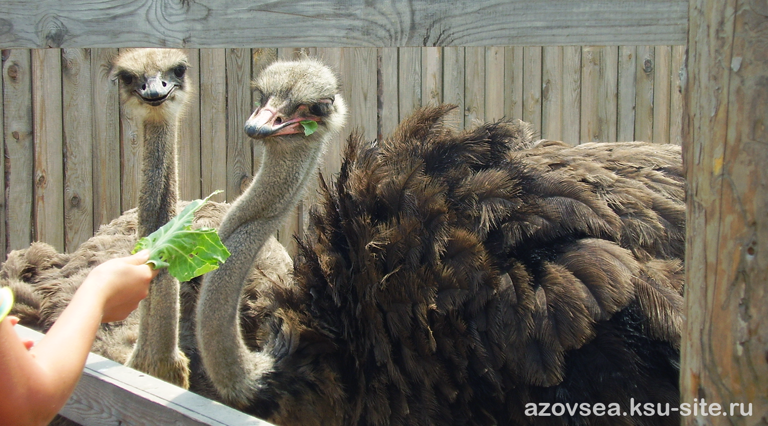 Тиздар. Те самые страусы